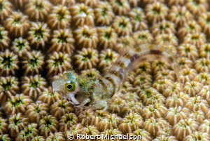 Secretary Blennie. Don't see them out swimmimg freely ver... by Robert Michaelson 